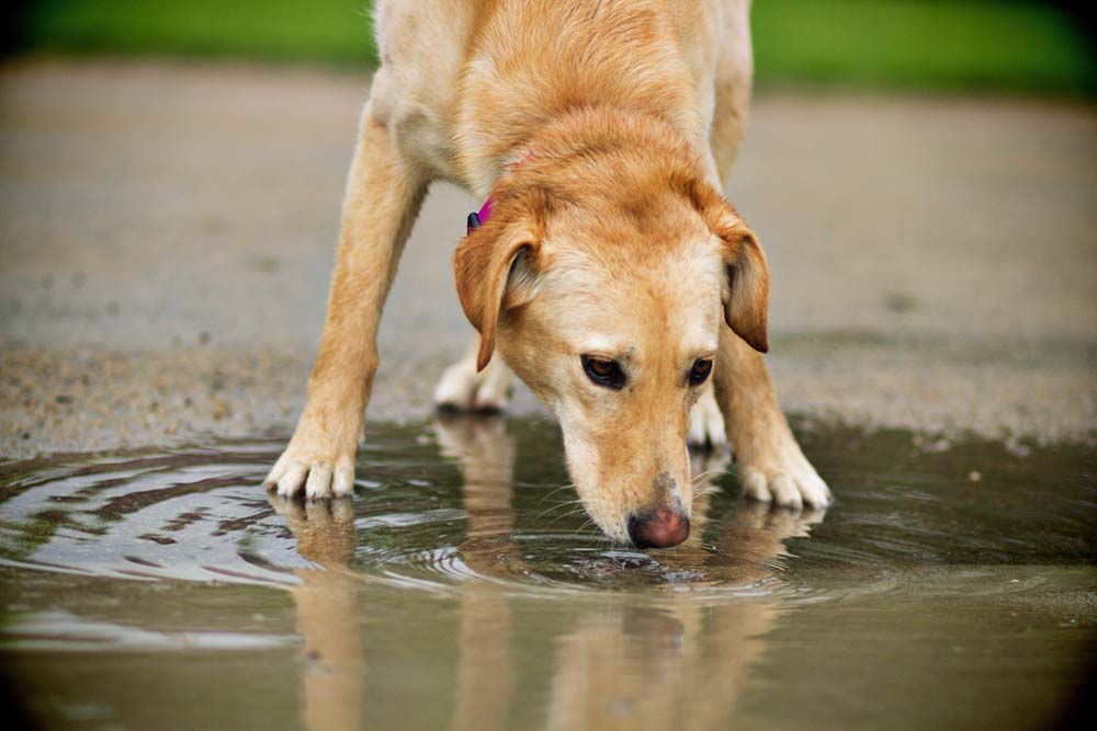 Hund Wasser Durst